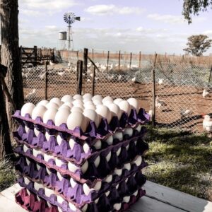 Maple de huevos blancos agroecológicos libres de jaula Arrecifes