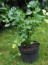 Planta de apio