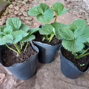 Planta de frutilla