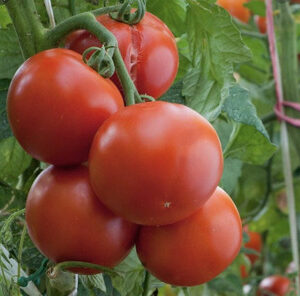 Tomates redondos agroecológicos 1kg.