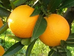 Naranjas ombligo de Monte Caseros Corrientes 1 kg.
