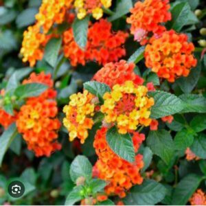 Planta de Lantana Camara (atrae mariposas)