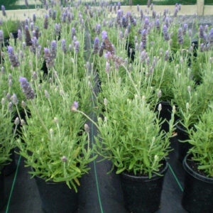 Planta de lavanda