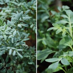 Planta de ruda hembra o macho