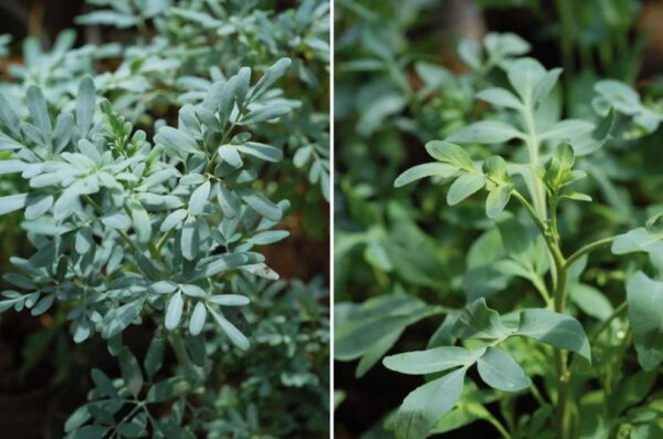 Planta de ruda hembra o macho