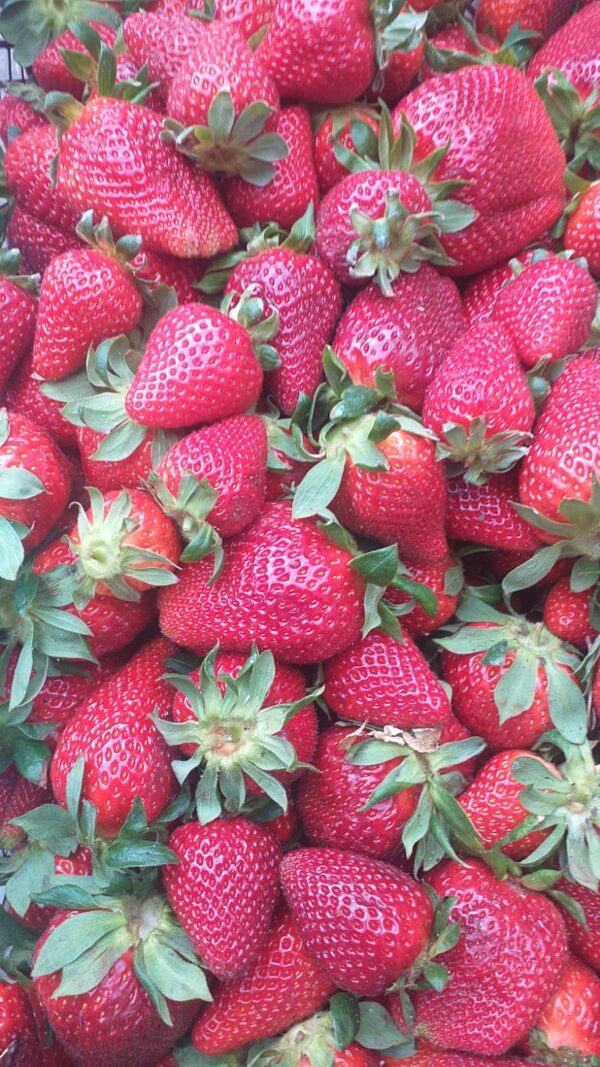 Frutillas 500 gr.