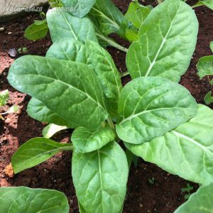 Planta de acelga