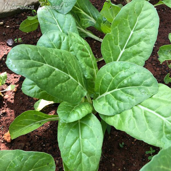 Planta de acelga
