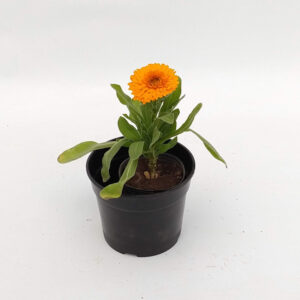 Plantin de Calendula