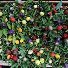 Planta de aji picante