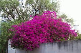 Santa rita