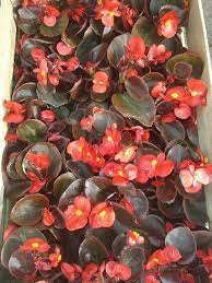 Flor Azucar doble