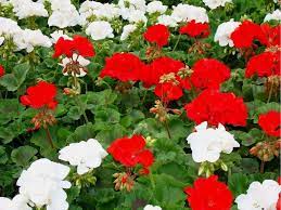 Flor Malvon
