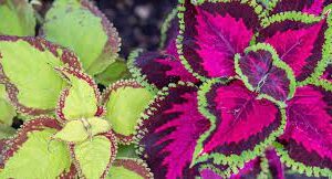 Flor Cretona