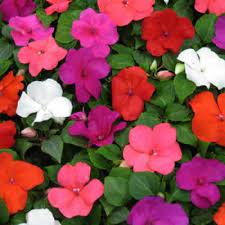 Flor alegria