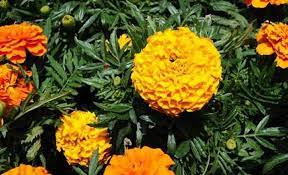 Flor copete o copetito