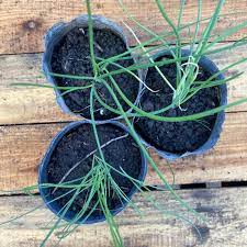 Planta de e ciboulette