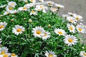 Flor margarita