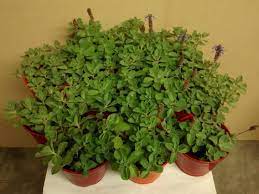 Planta de buscapina