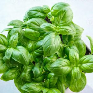 Paquete de albahaca fresca