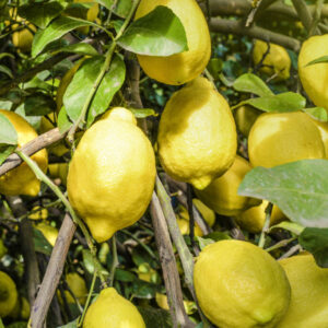 Limones agroecológicos 1 kg.