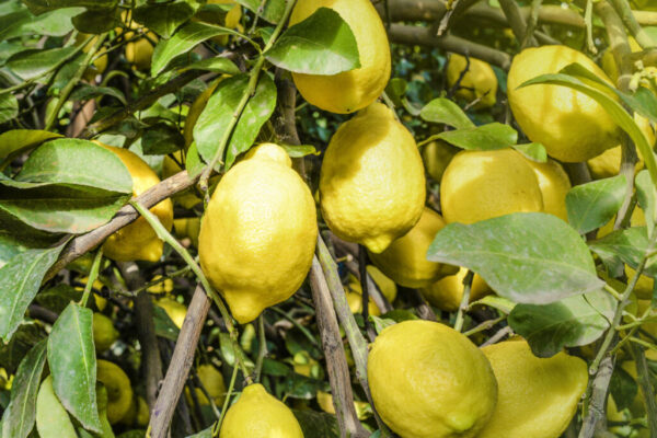 Limones agroecológicos 1 kg.