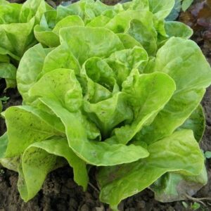 Planta de lechuga