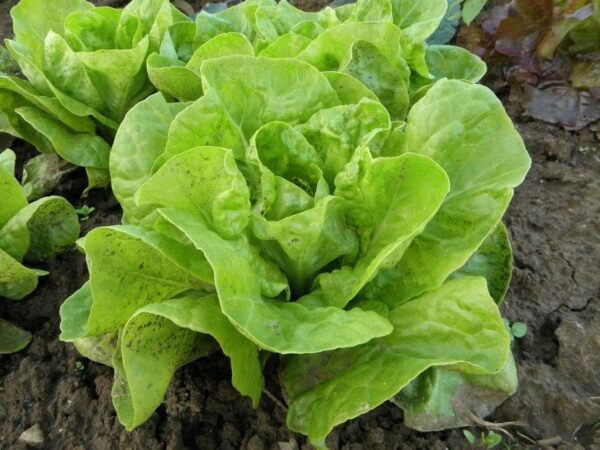 Planta de lechuga
