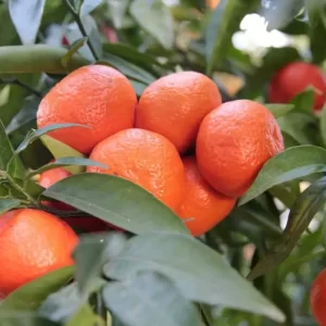 Mandarinas  Monte Caseros Corrientes sin semilla 1kg.
