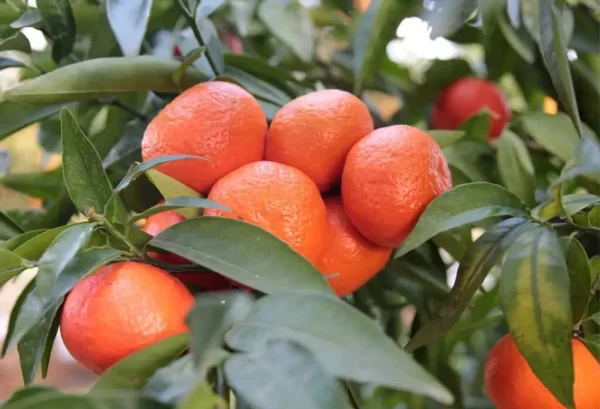Mandarinas  Monte Caseros Corrientes sin semilla 1kg.