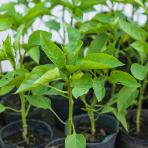 Planta de morrón