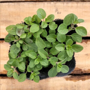 Planta de orégano