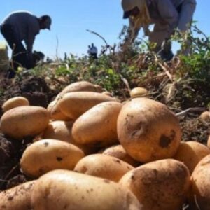 Papa agro del sur Bs As. 1 kg.