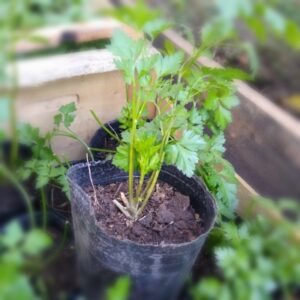 Planta de perejil