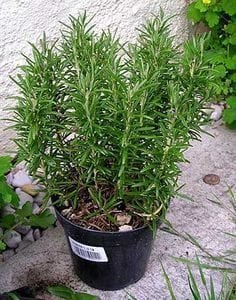 Planta de romero