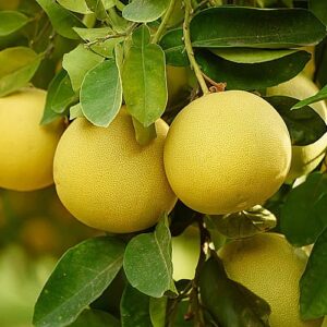Pomelo rojo Monte Caseros Corrientes 1 kg.
