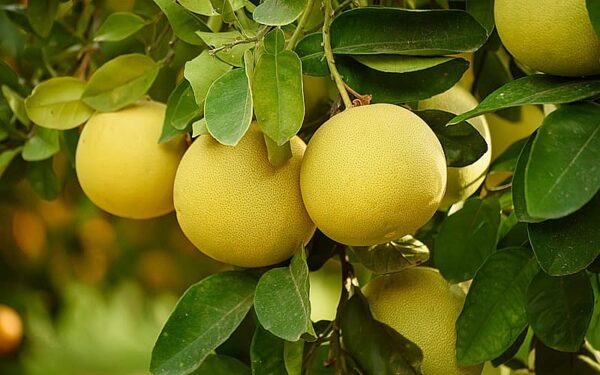 Pomelo rojo Monte Caseros Corrientes 1 kg.