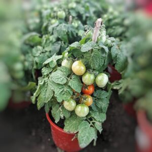 Planta de tomate cherry