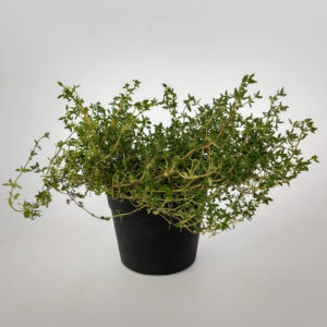Planta de tomillo