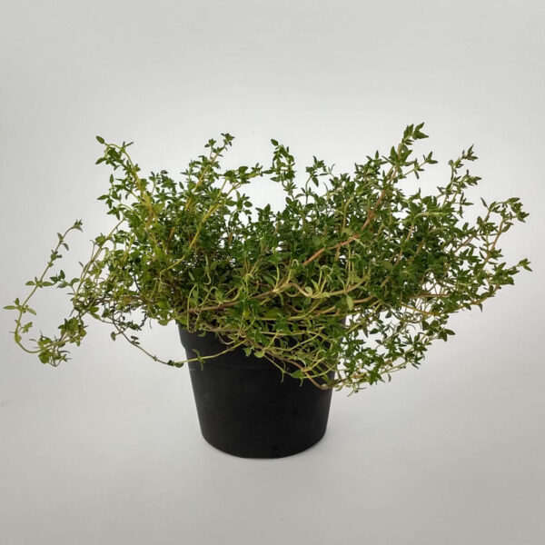 Planta de tomillo